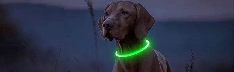 3 Modes Dog Luminous Charge Collar Led Usb Cat Dogs Collars Detachable Night Led Glow Dog Loss Prevention Collar Pet Accessories - Trusted Pet Products