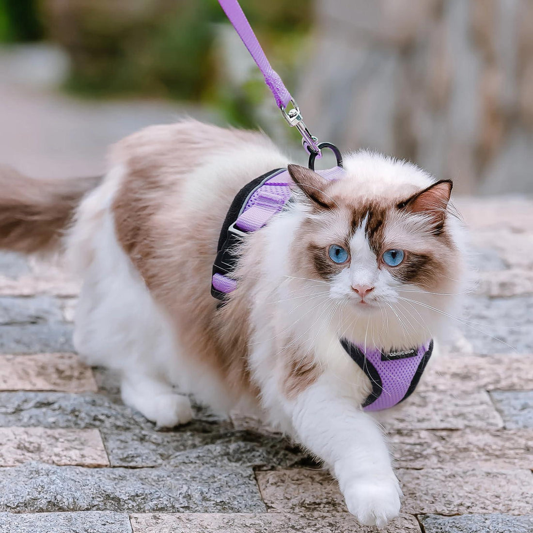 Escape Proof Cat Harness with Leash - Rabbitgoo - Trusted Pet Products