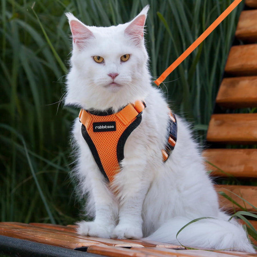 Escape Proof Cat Harness with Leash - Rabbitgoo - Trusted Pet Products