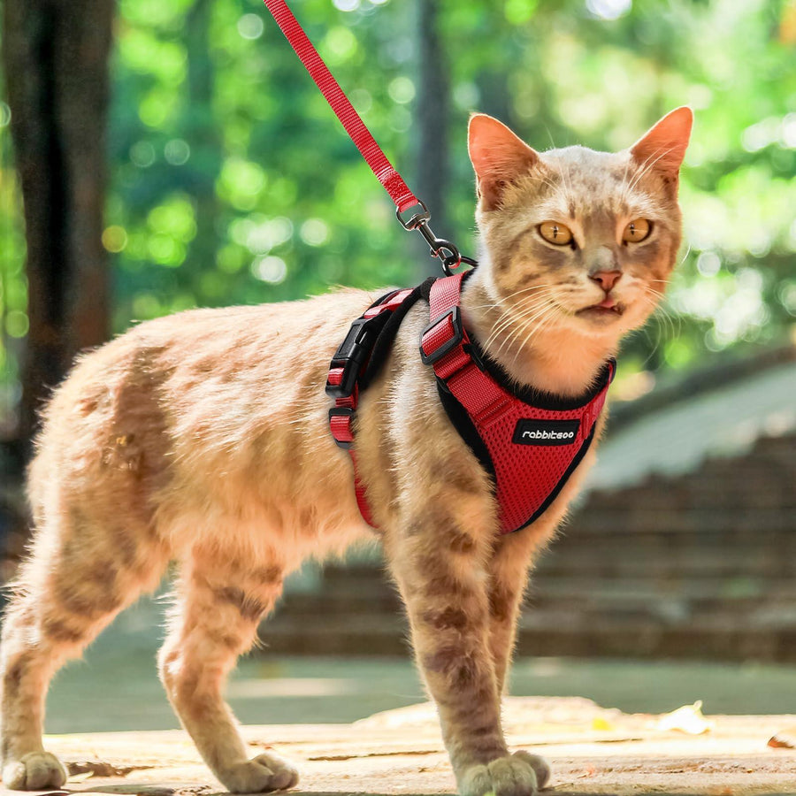 Escape Proof Cat Harness with Leash - Rabbitgoo - Trusted Pet Products