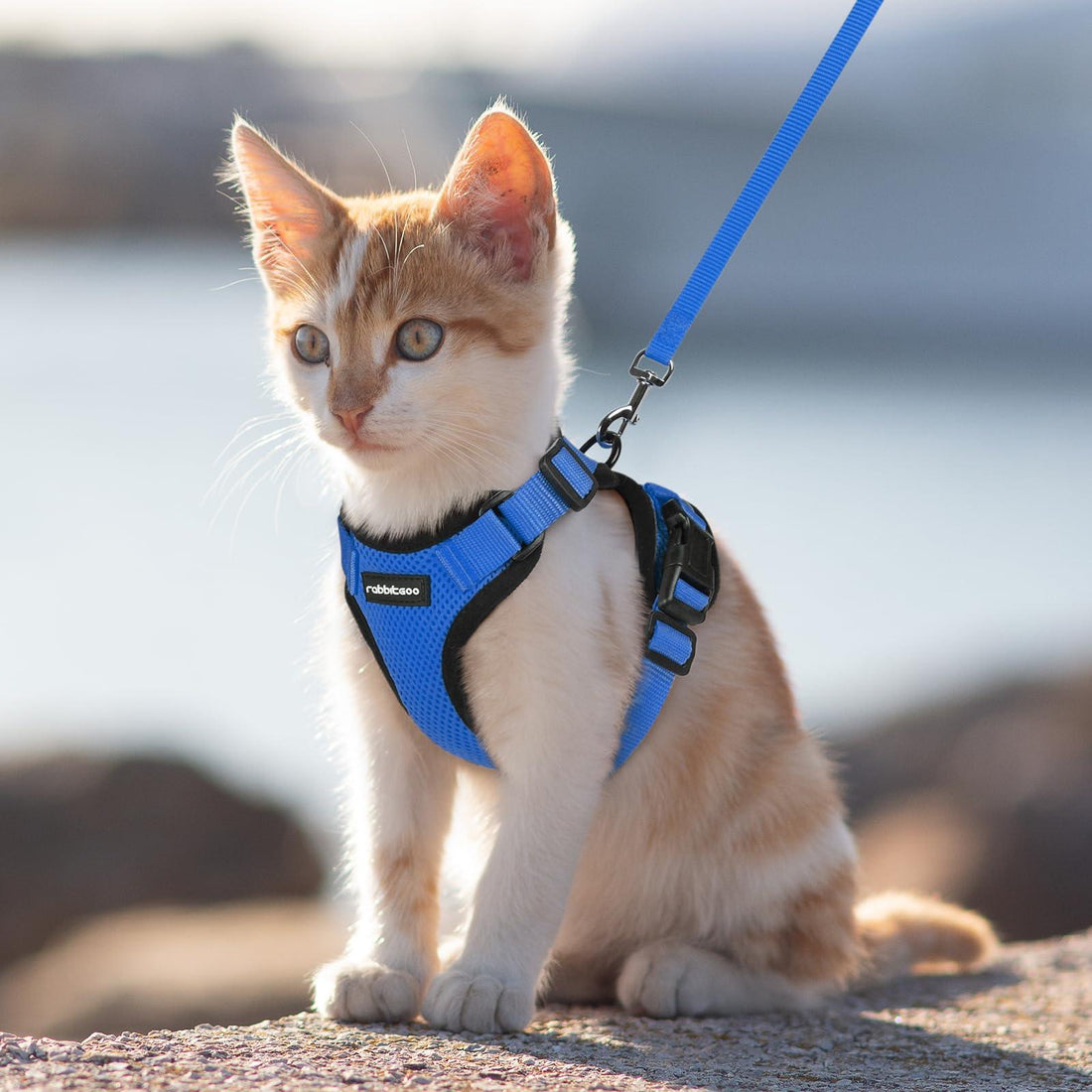 Escape Proof Cat Harness with Leash - Rabbitgoo - Trusted Pet Products