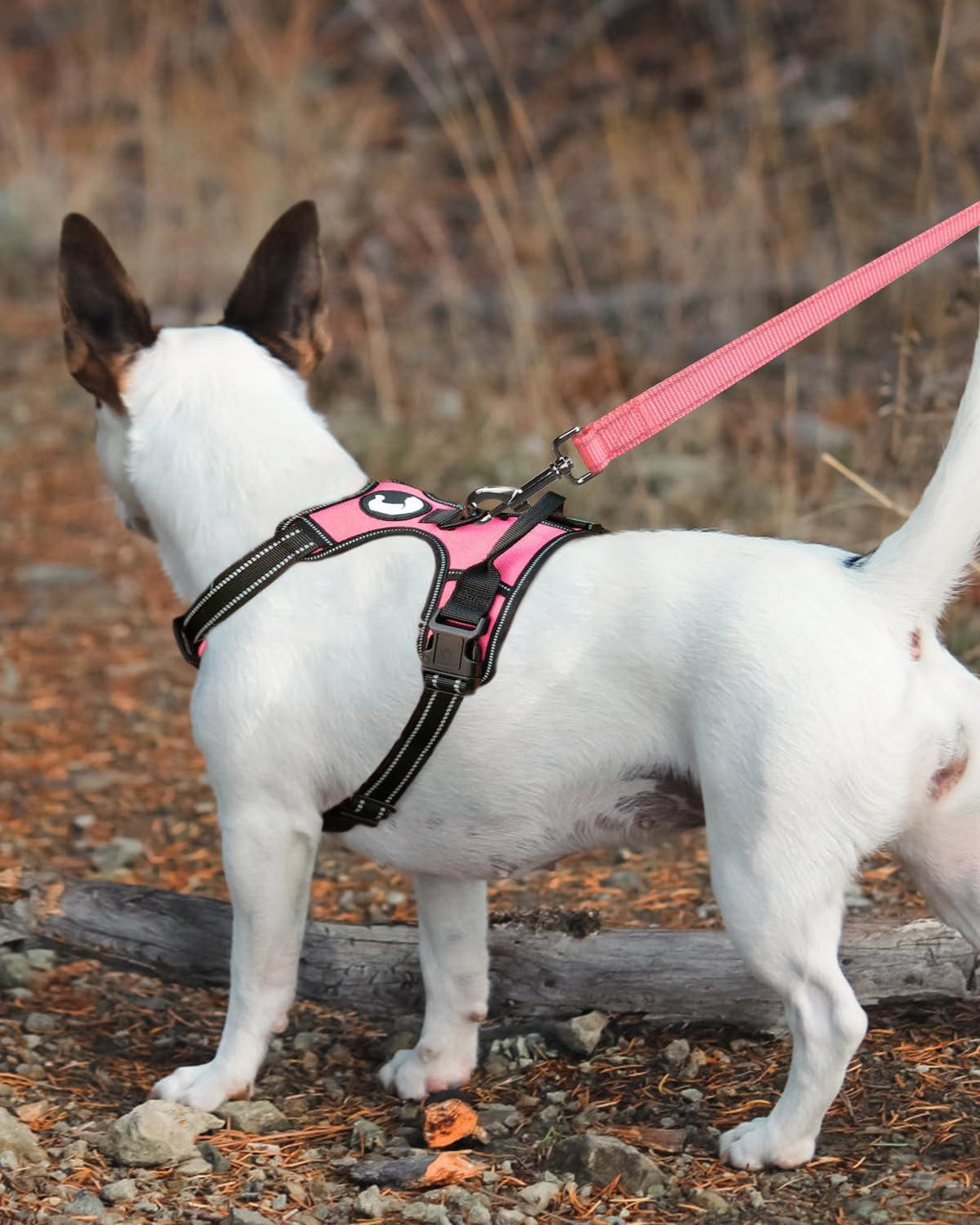 Joytale Dog Leash Heavy Duty for Large Dogs That Pull - Trusted Pet Products