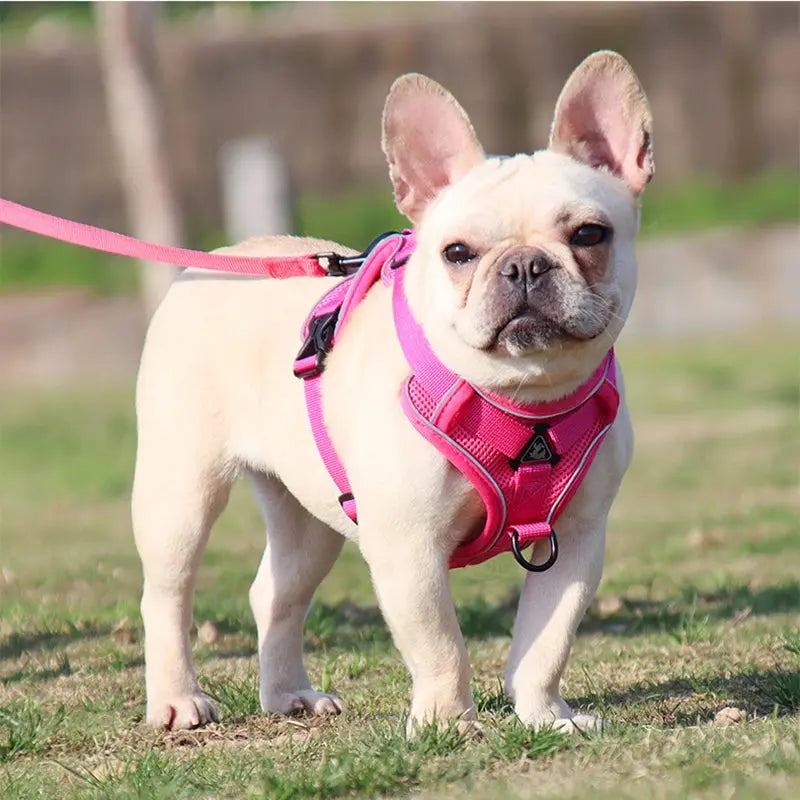 Adjustable Chest Strap Harness and Leash Set For Small and Medium Dogs Trusted Pet Products