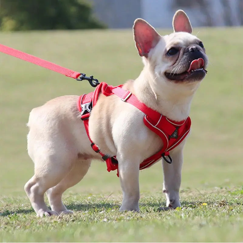 Adjustable Chest Strap Harness and Leash Set For Small and Medium Dogs Trusted Pet Products