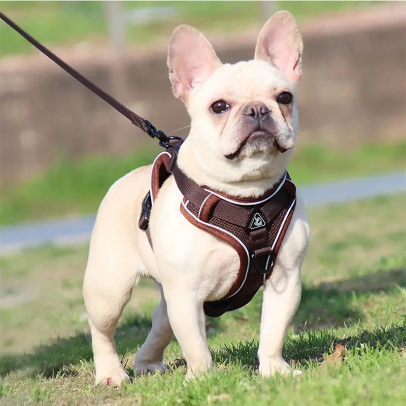 Adjustable Chest Strap Harness and Leash Set For Small and Medium Dogs Trusted Pet Products