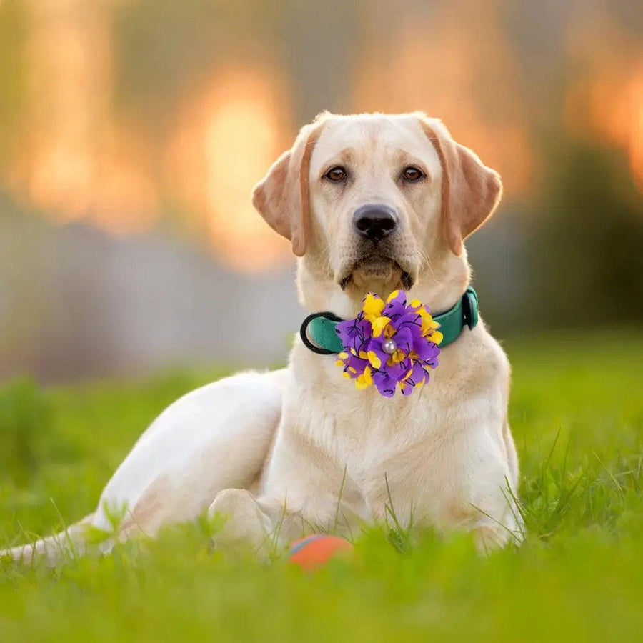 Big Flower Collar for Dogs - Trusted Pet Products