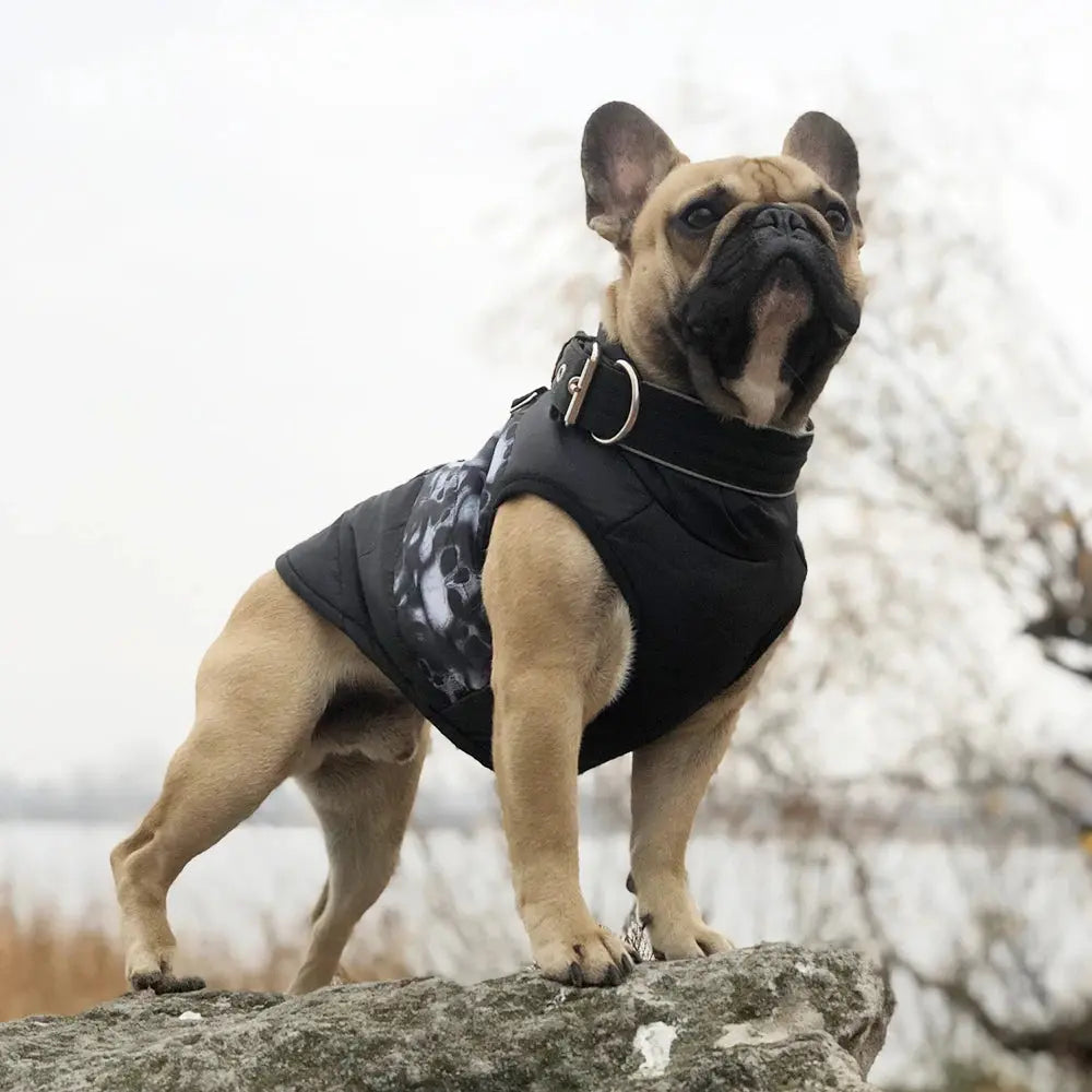 Camouflage Vest For Small Dogs Trusted Pet Products