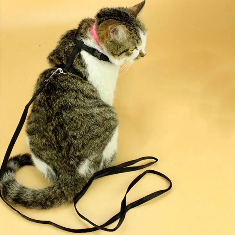 Cat Collar Harness Leash Adjustable Nylon Pet Traction Cat Kitten Dog Halter Collar gato Cats Products Pet Harness Belt - Trusted Pet Products