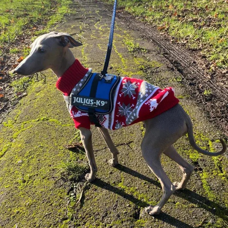 Cute Winter Sweater for Small Dogs Trusted Pet Products