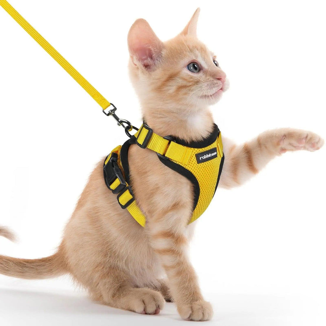 Escape Proof Cat Harness with Leash - Rabbitgoo - Trusted Pet Products