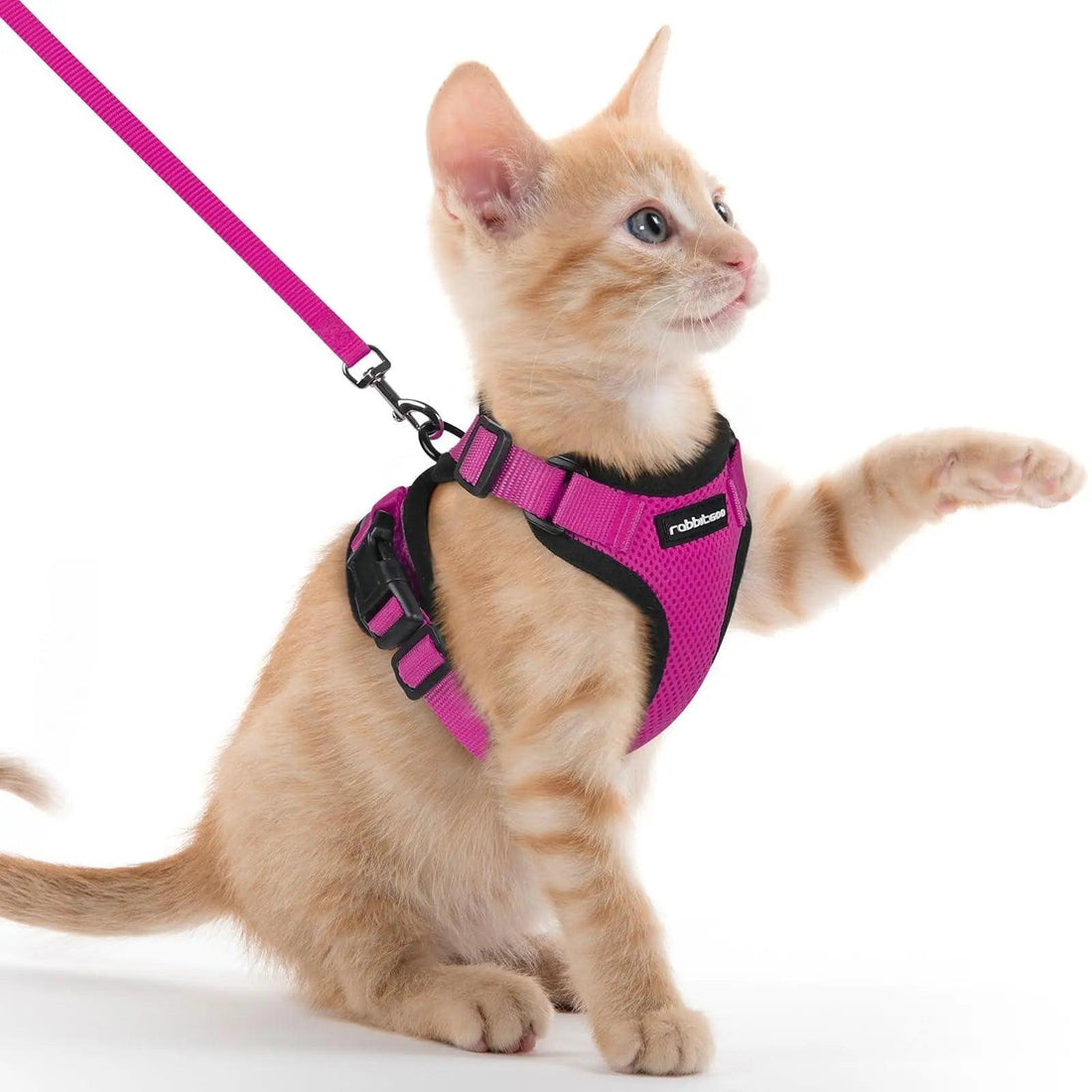 Escape Proof Cat Harness with Leash - Rabbitgoo - Trusted Pet Products