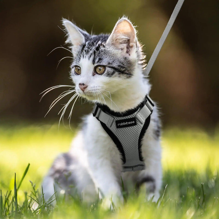 Escape Proof Cat Harness with Leash - Rabbitgoo - Trusted Pet Products