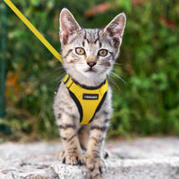 Escape Proof Cat Harness with Leash - Rabbitgoo My Store