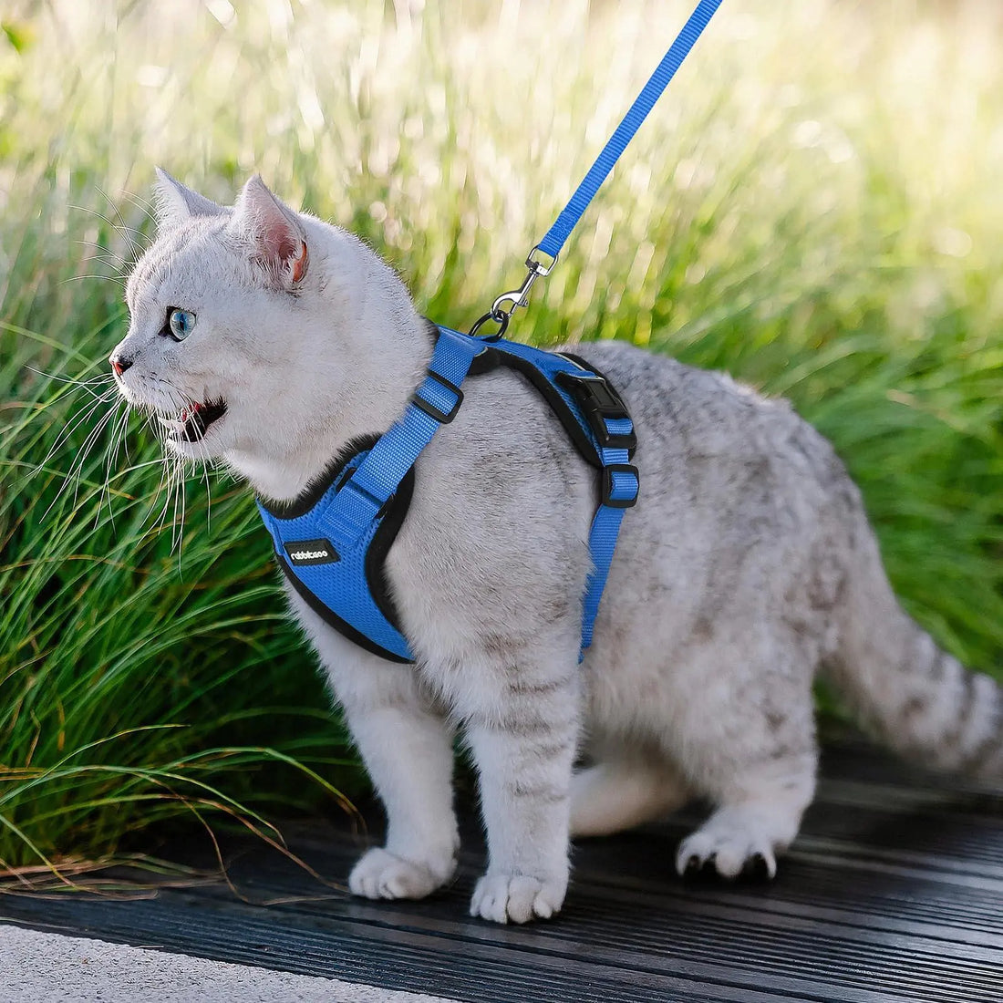 Escape Proof Cat Harness with Leash - Rabbitgoo My Store