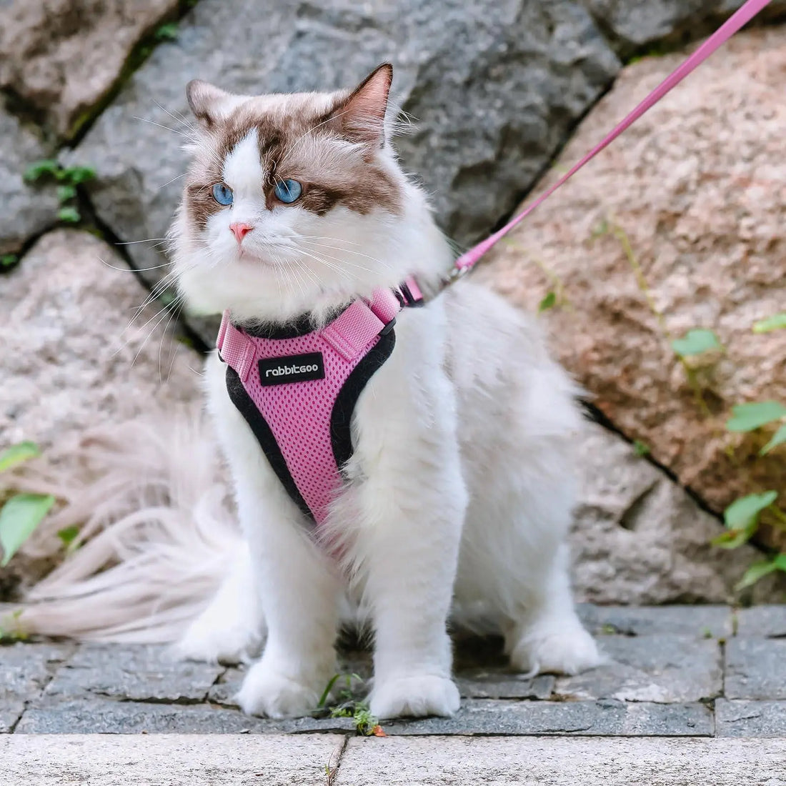 Escape Proof Cat Harness with Leash - Rabbitgoo My Store