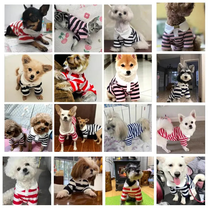 Striped Polo Shirt for Small and Medium Dogs Trusted Pet Products