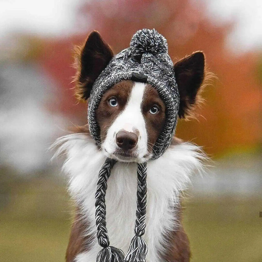 Windproof Winter Warm Knitted Dog Hats Trusted Pet Products